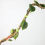 Mossify Reusable Plant Tape 20 ft / 6 m Roll
