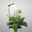 Mossify Adjustable Full Spectrum LED Plant Light for Indoor Plants