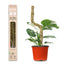 Mossify Bendable Moss Pole THIN 3-Pack — Flexible Climbing Plant Support