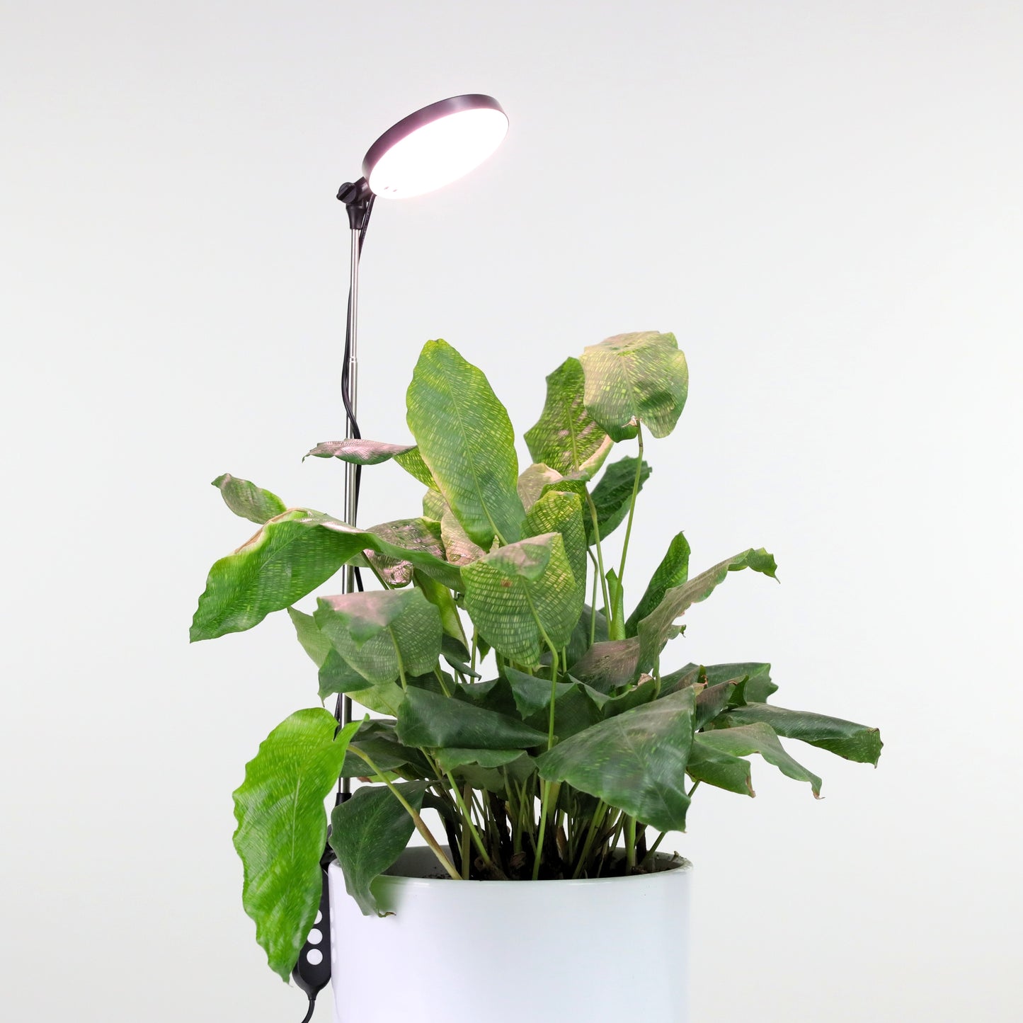 Mossify LED grow light styled on a shelf with tropical houseplants in a minimal modern indoor space