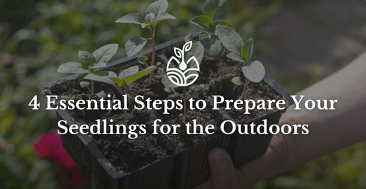 4 Essential Steps to Prepare Your Seedlings for the Outdoors