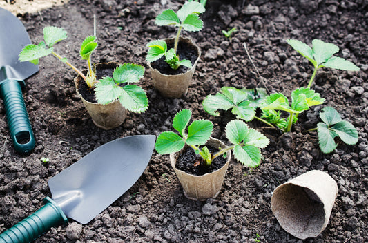 4 Essential Steps to Prepare Your Seedlings for the Outdoors