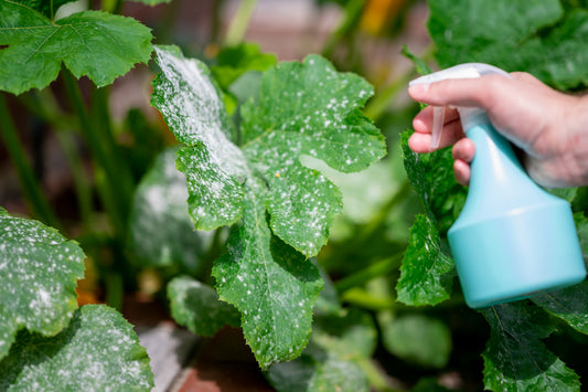 How to Prevent and Treat Powdery Mildew in Your Garden