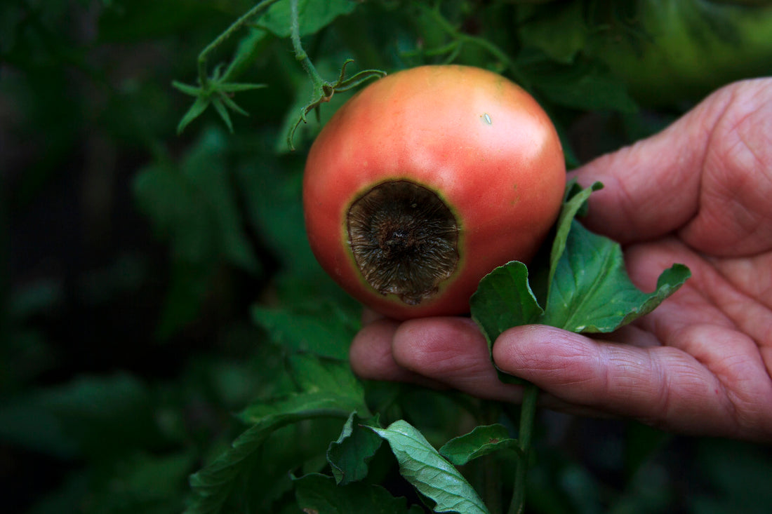 How to Prevent Blossom End Rot in Your Garden