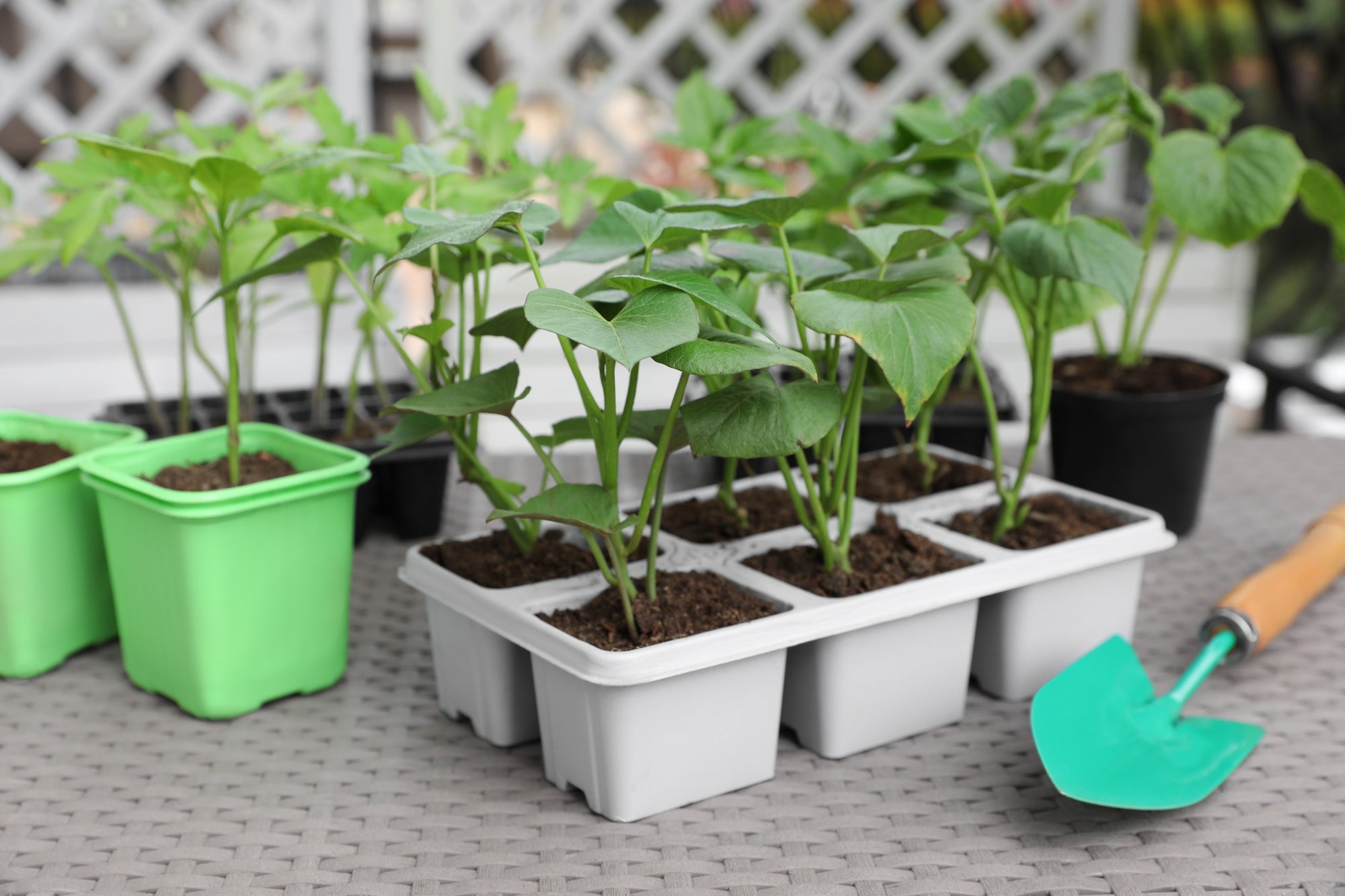 How To Transplant Seedlings: A Step-by-Step Guide – HydraGarden