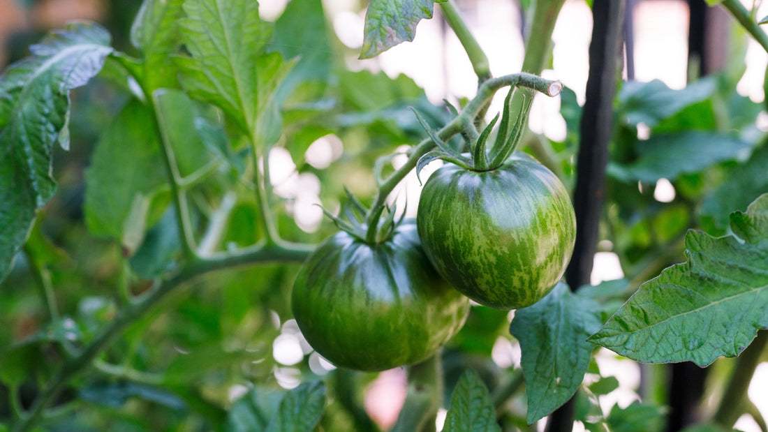 Why Suckers Are Holding Your Tomato Plants Back