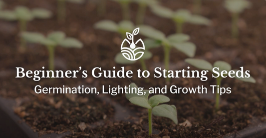 How to Start Seeds: Germination, Lighting, and Growth Tips