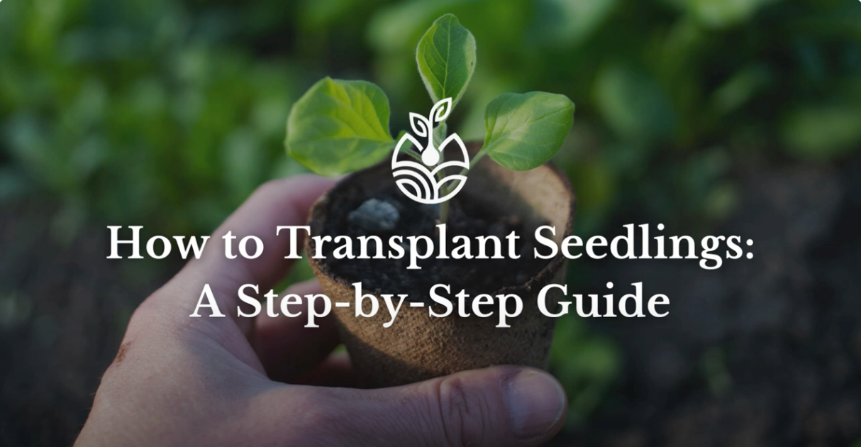 How to Transplant Seedlings: A Step-by-Step Guide – HydraGarden