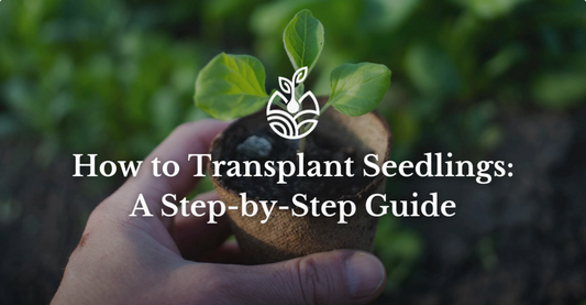 How to Transplant Seedlings: A Step-by-Step Guide