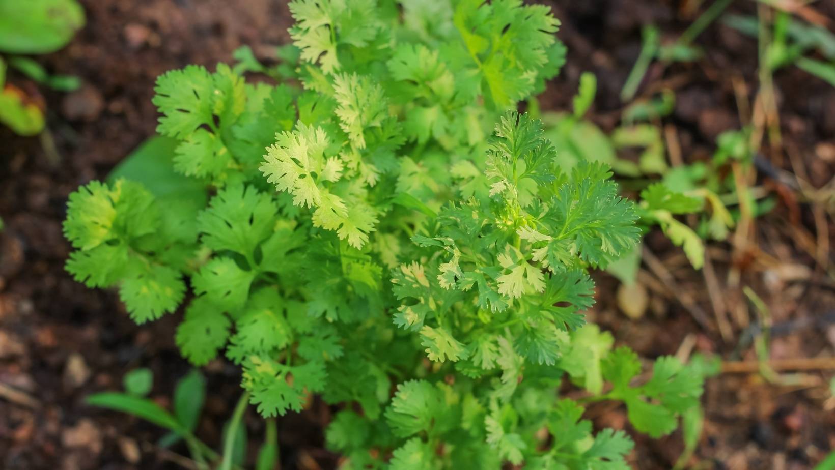 Xilantro Cilantro – HydraGarden