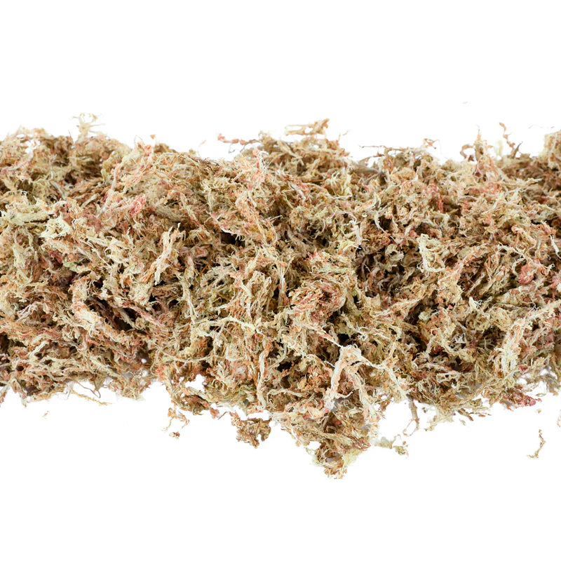 Mossify Premium Long Fiber Sphagnum Moss — Sustainably Harvested for Aroids, Orchids, Propagation & Terrariums