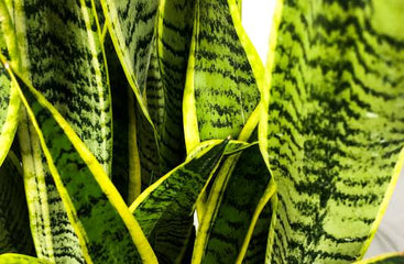 Snake Plants