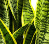 Snake Plants