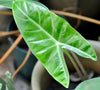 Philodendron