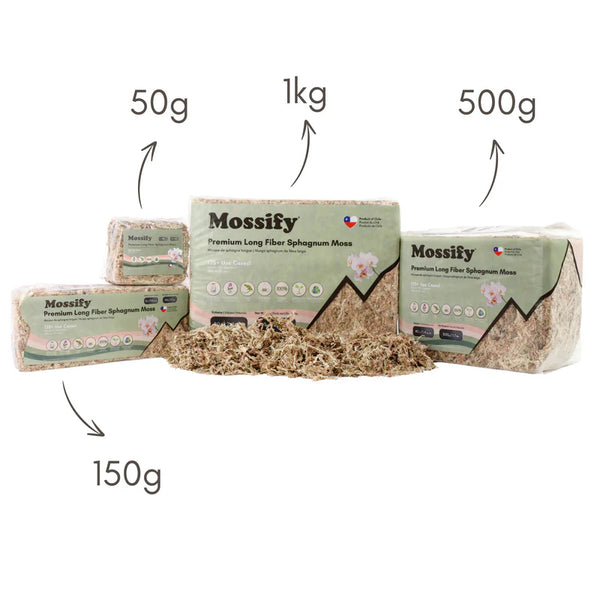 Mossify Premium Long Fiber Sphagnum Moss — Sustainably Harvested for Aroids, Orchids, Propagation & Terrariums