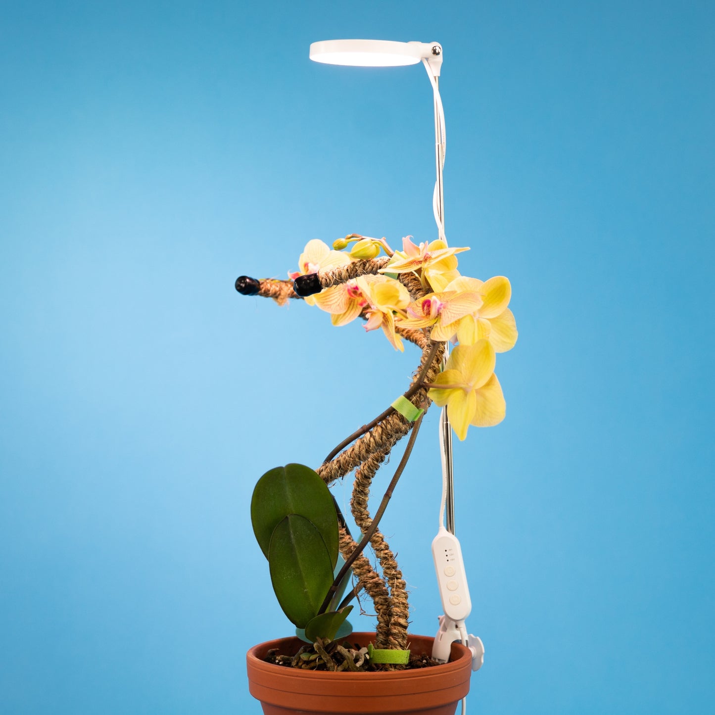 Mossify LED grow light styled on a shelf with tropical houseplants in a minimal modern indoor space