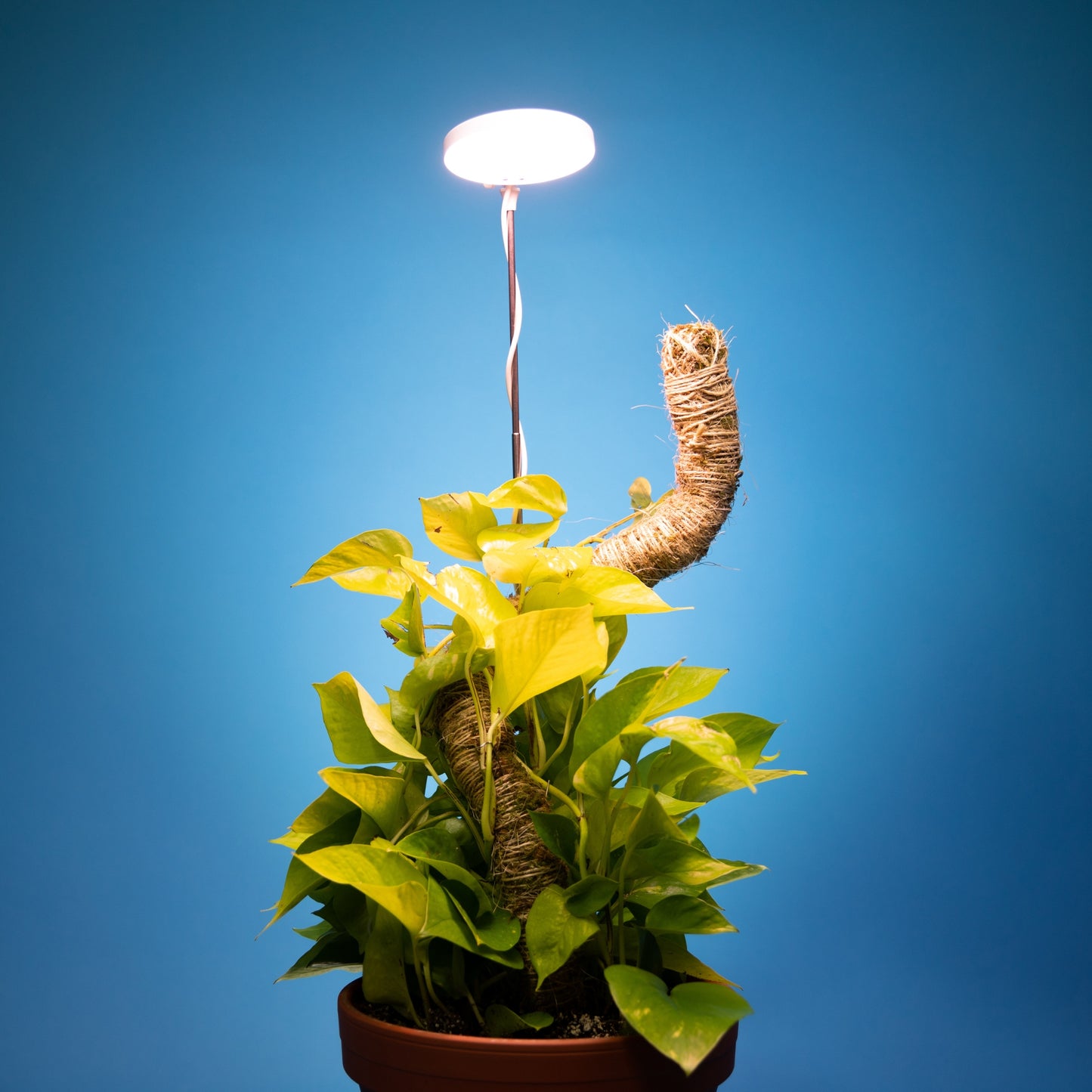 Mossify LED grow light styled on a shelf with tropical houseplants in a minimal modern indoor space