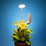 Mossify Adjustable Full Spectrum LED Plant Light for Indoor Plants