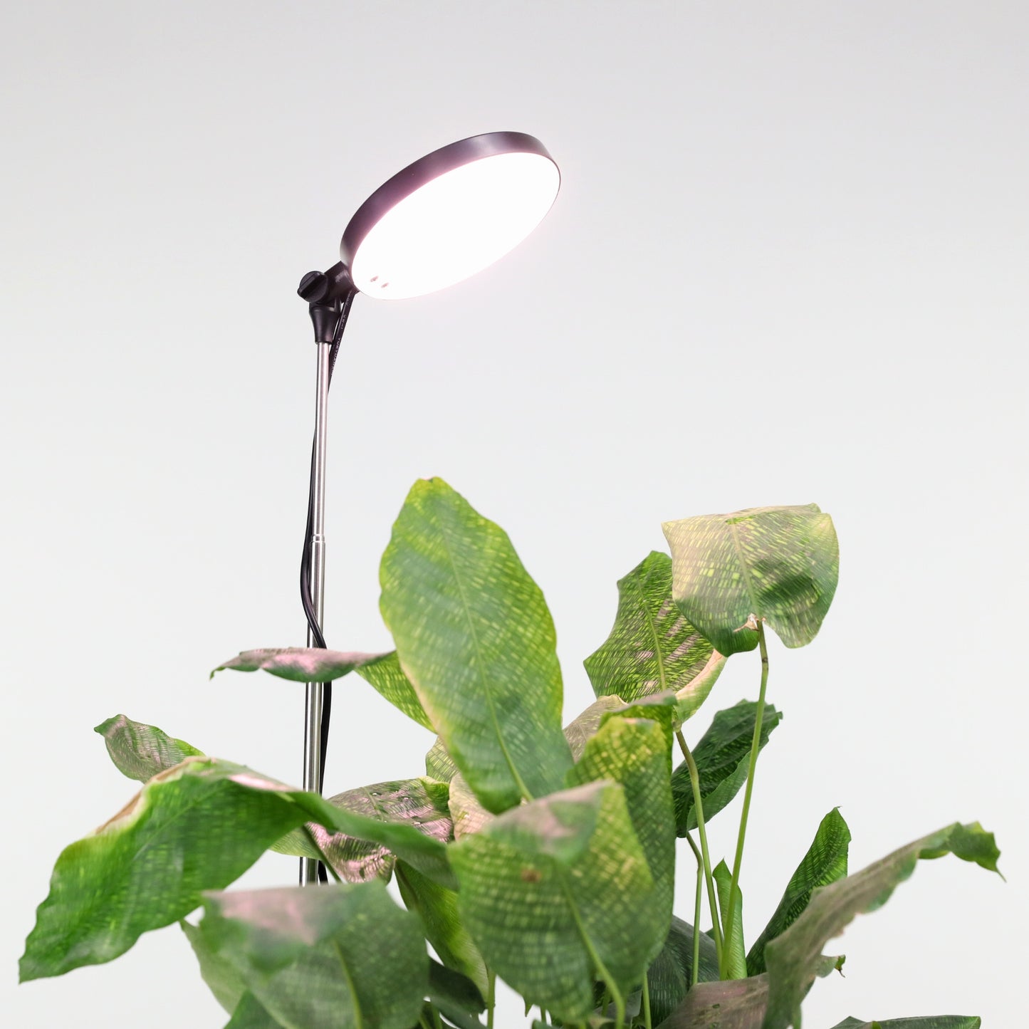 Mossify LED grow light styled on a shelf with tropical houseplants in a minimal modern indoor space