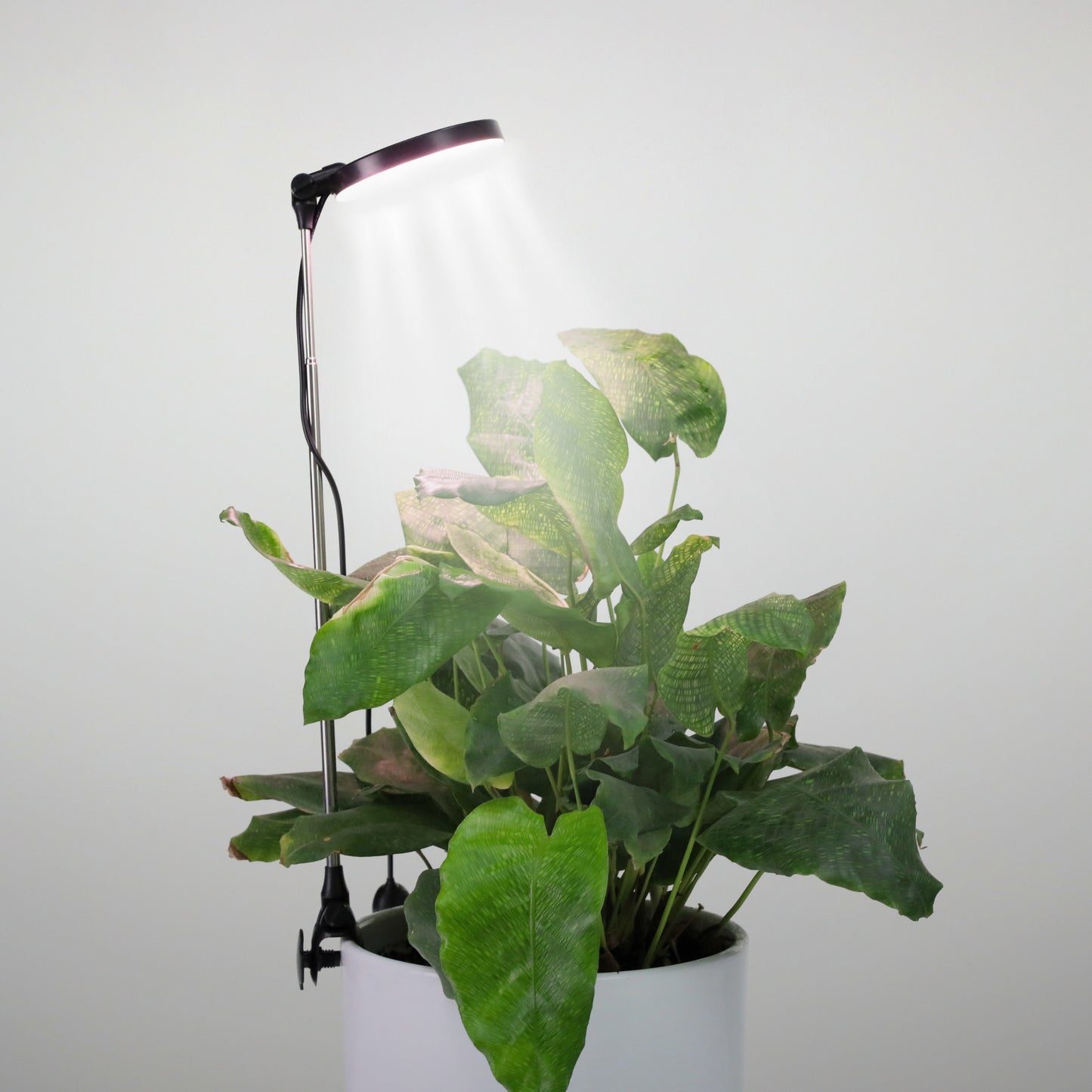 Mossify LED grow light styled on a shelf with tropical houseplants in a minimal modern indoor space