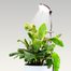 Mossify Adjustable Full Spectrum LED Plant Light for Indoor Plants