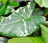 Alocasia