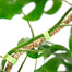 Mossify Reusable Plant Tape 20 ft / 6 m Roll