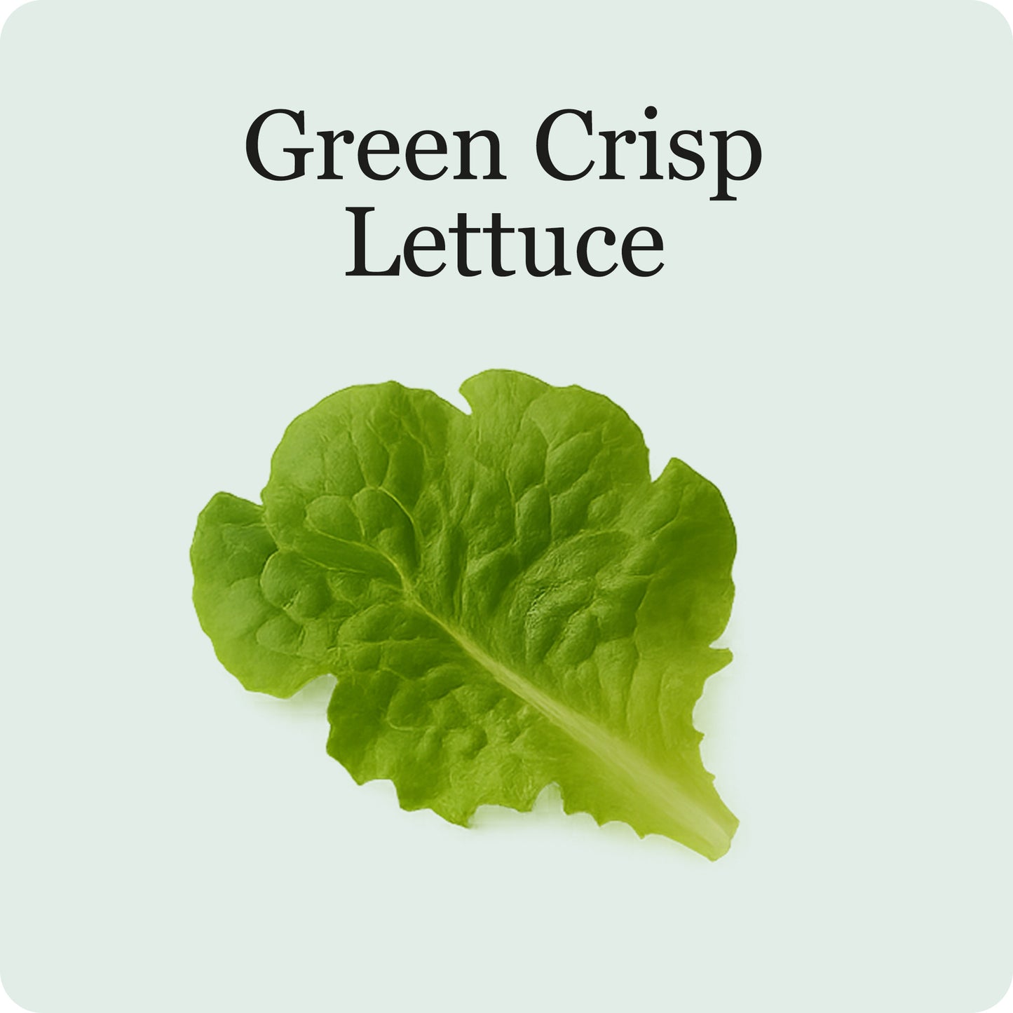 Lettuce Mix