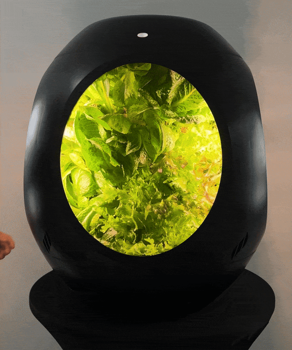 Lettuce Mix