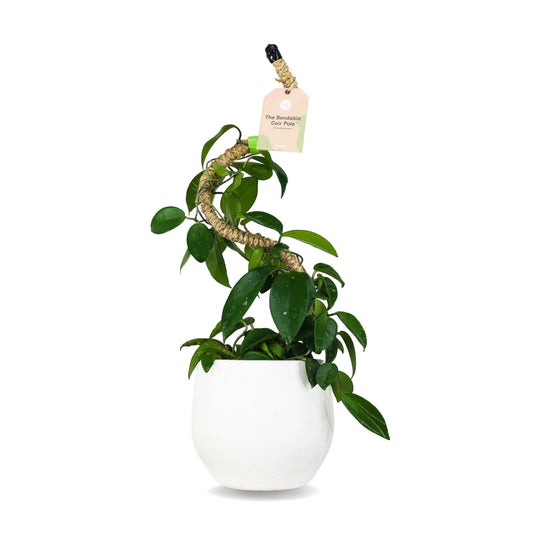 Mossify Original Bendable Coir Pole — Flexible Support for Climbing & Vining Houseplants