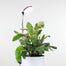 Mossify Adjustable Full Spectrum LED Plant Light for Indoor Plants