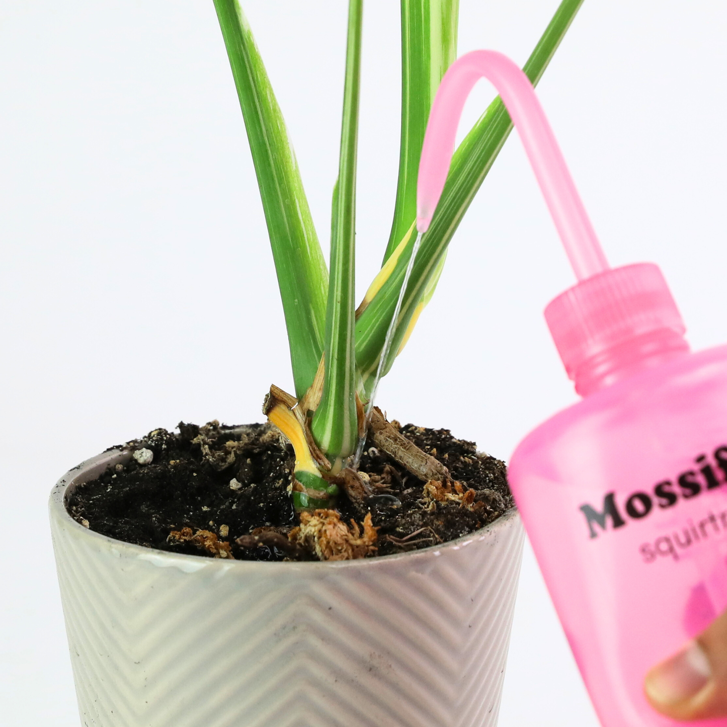 Close-up of Mossify Squirtr long precision nozzle for reaching narrow plant pots, terrarium openings and moss poles