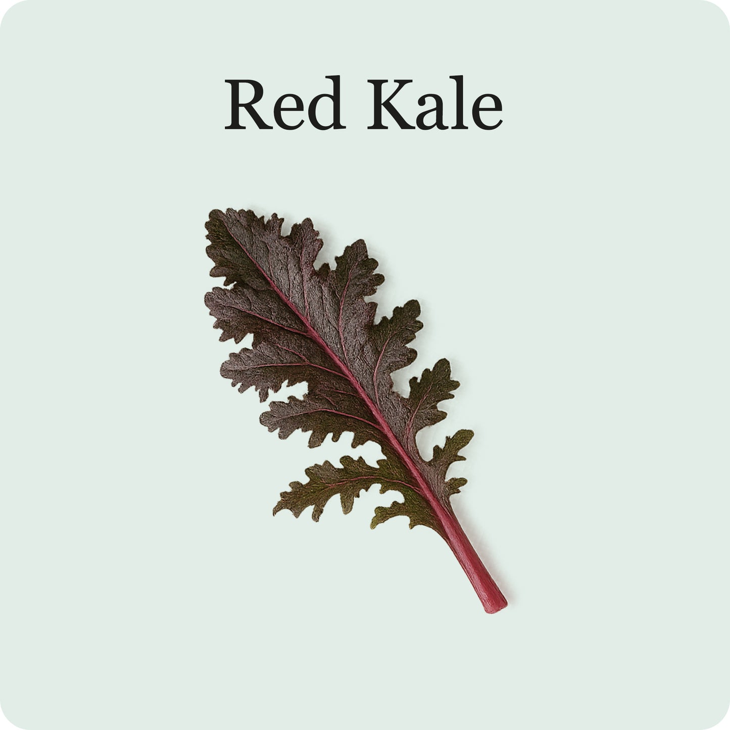 Kale Mix