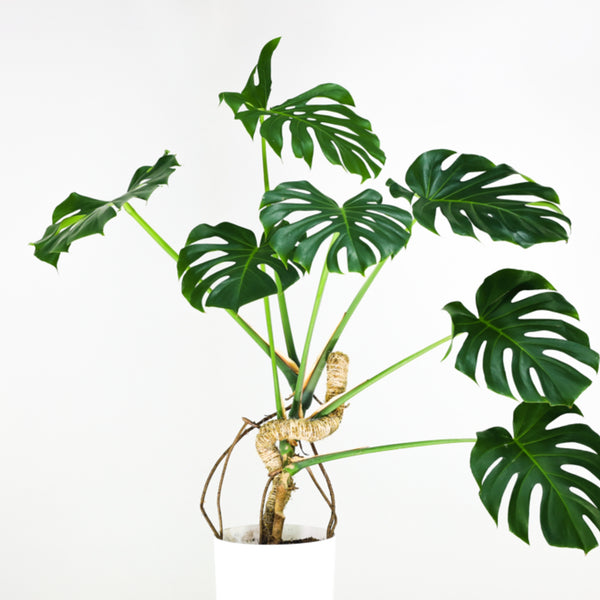 Mossify Original Bendable Moss Pole™ 30" — Flexible Support for Climbing Indoor Plants